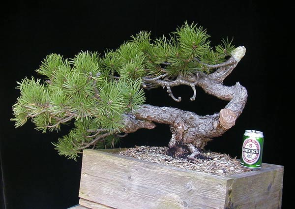 بونسای کاج سیاه